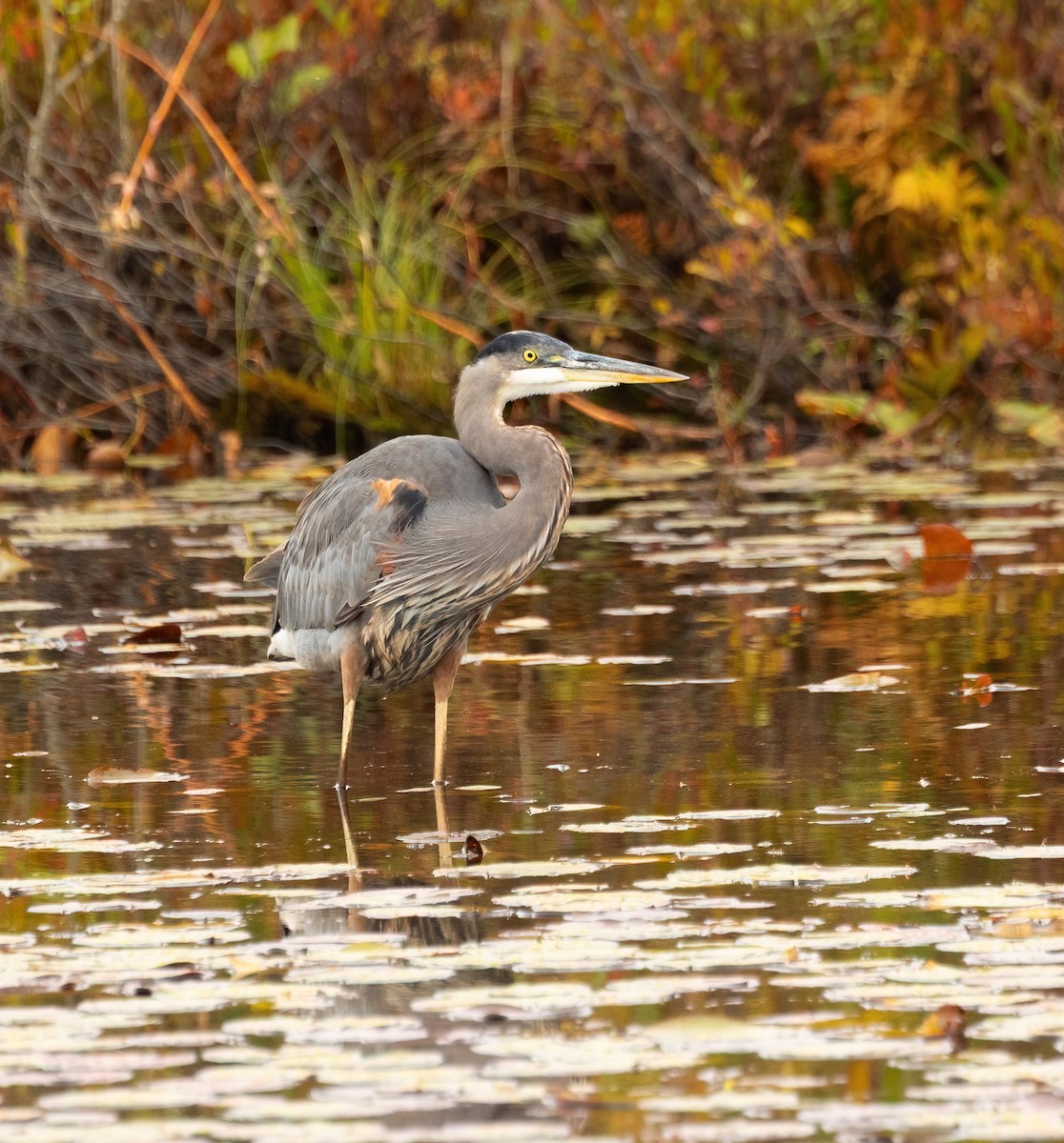 Great Blue Heron - ML643147994
