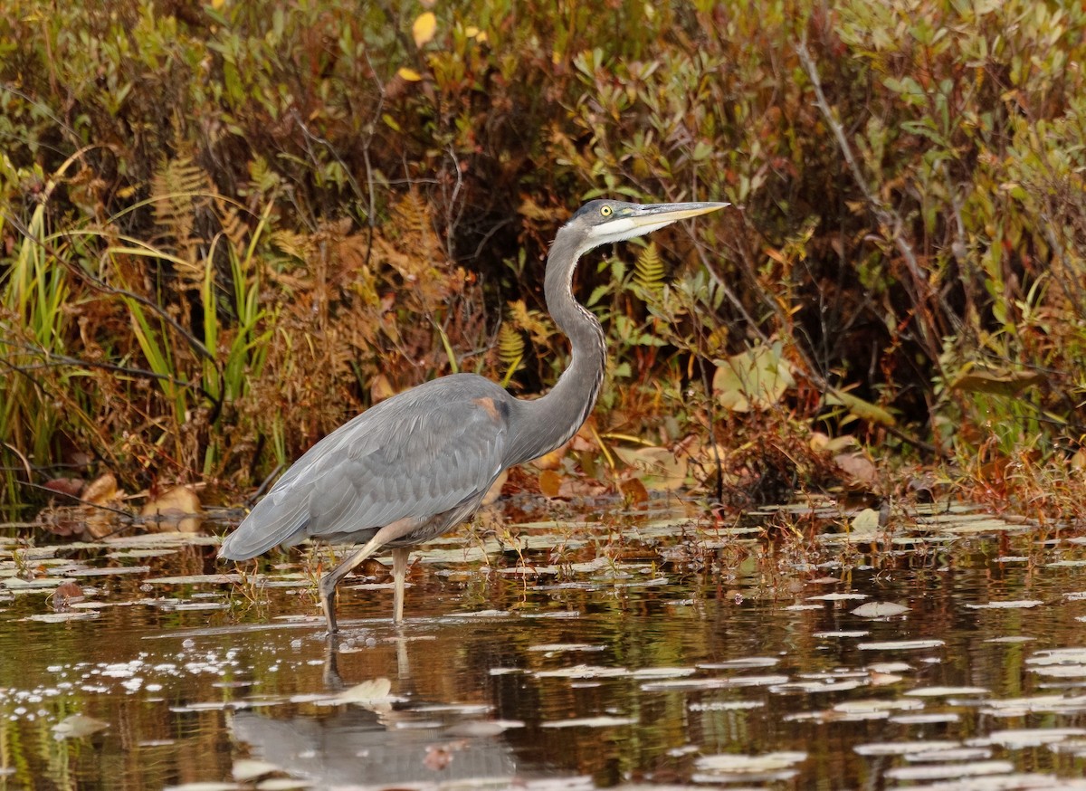Great Blue Heron - ML643147995