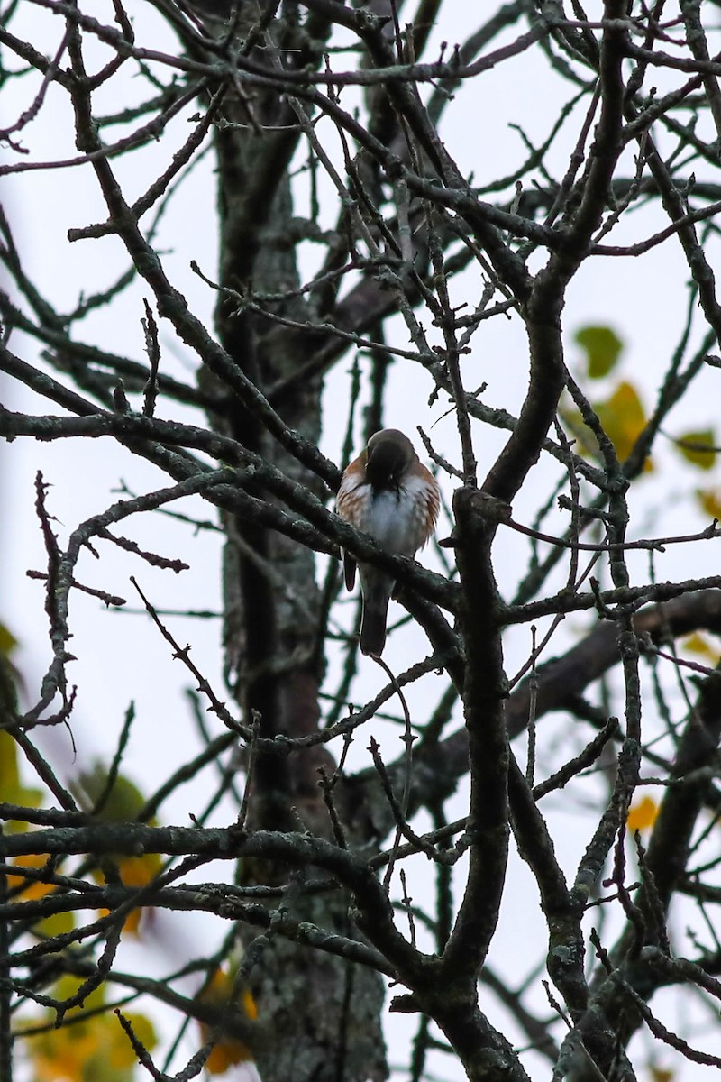 Eastern Towhee - ML643147996