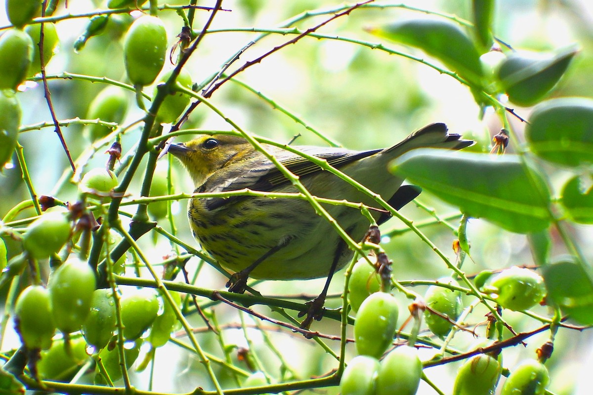 Cape May Warbler - ML643147998