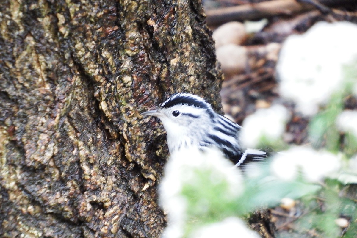 Black-and-white Warbler - ML643148008