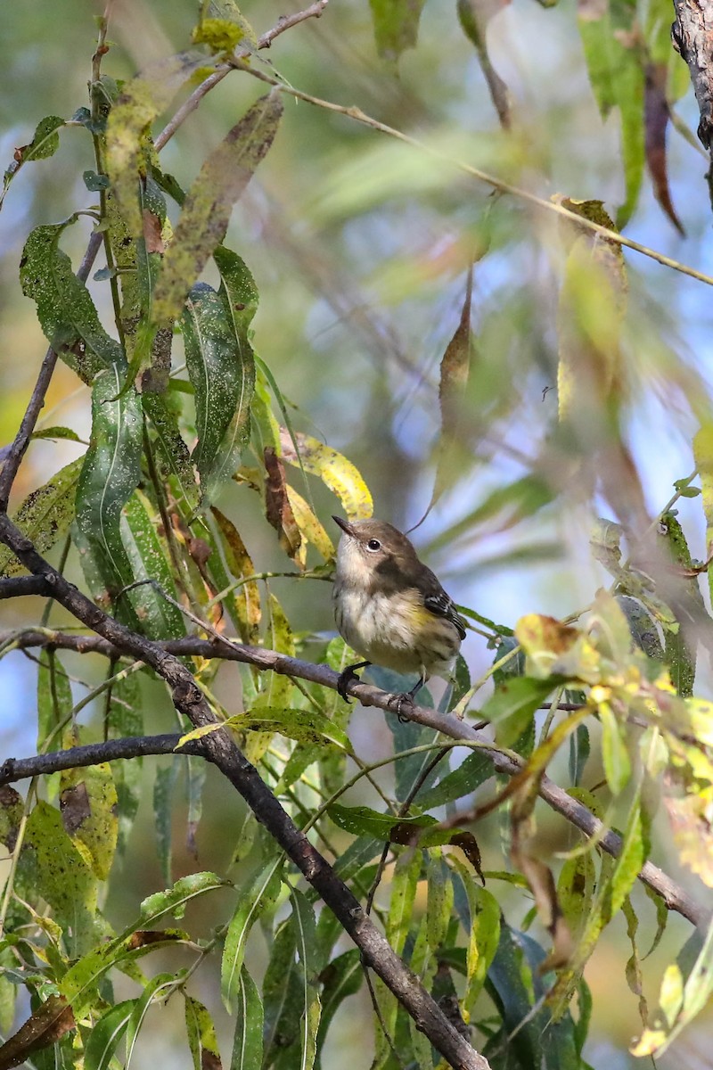 Yellow-rumped Warbler - ML643148029