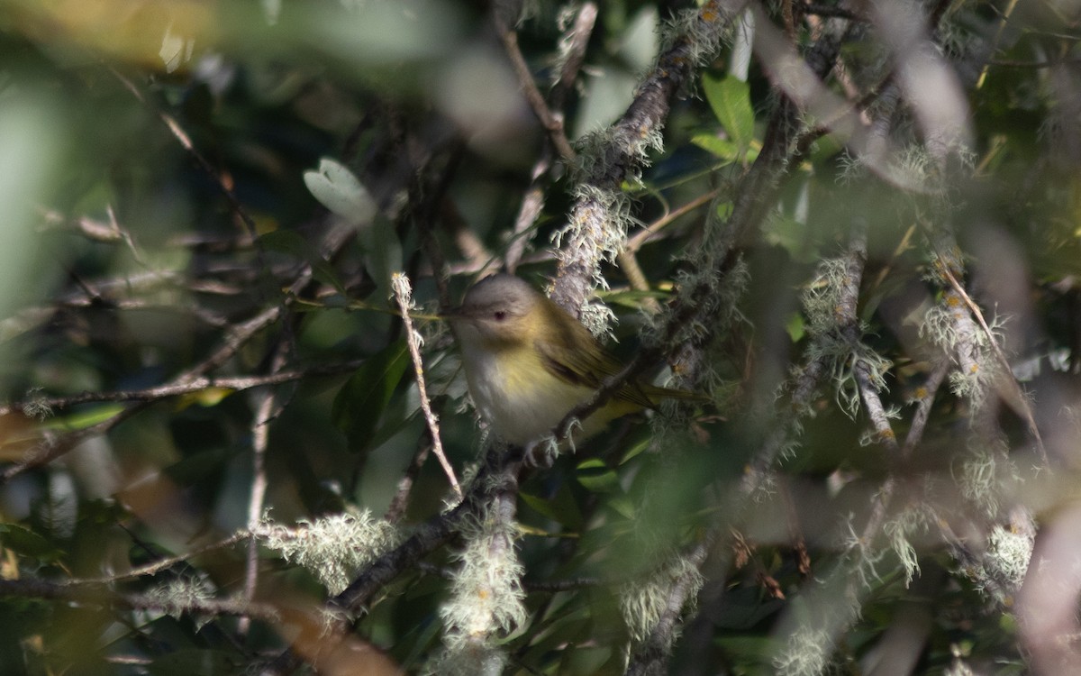 gulsidevireo - ML643148037