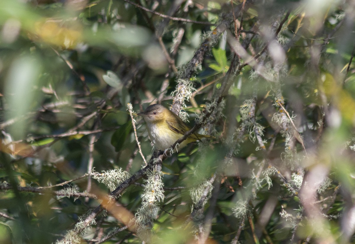 gulsidevireo - ML643148038