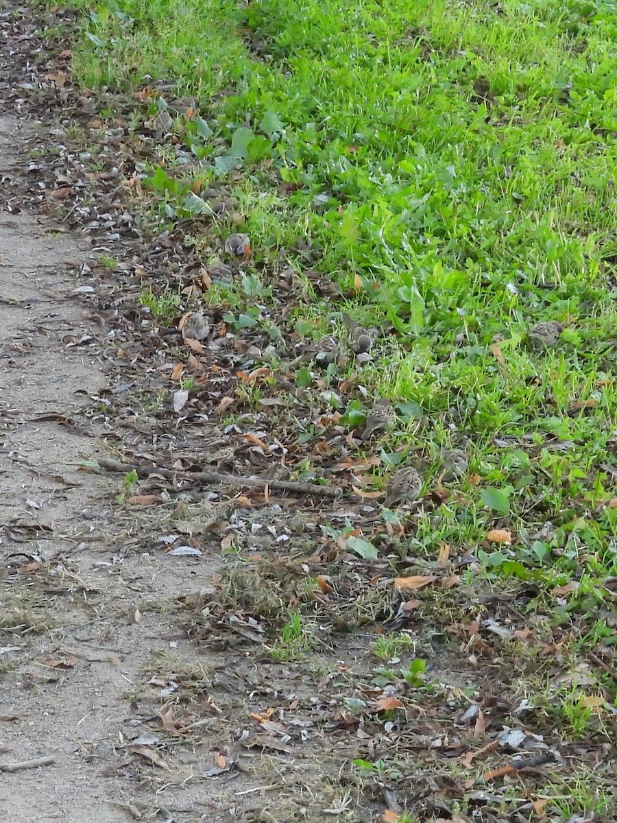 Eurasian Tree Sparrow - Дмитрий Павлов