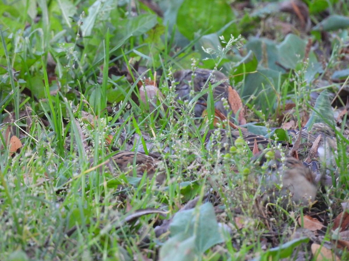 Eurasian Tree Sparrow - Дмитрий Павлов