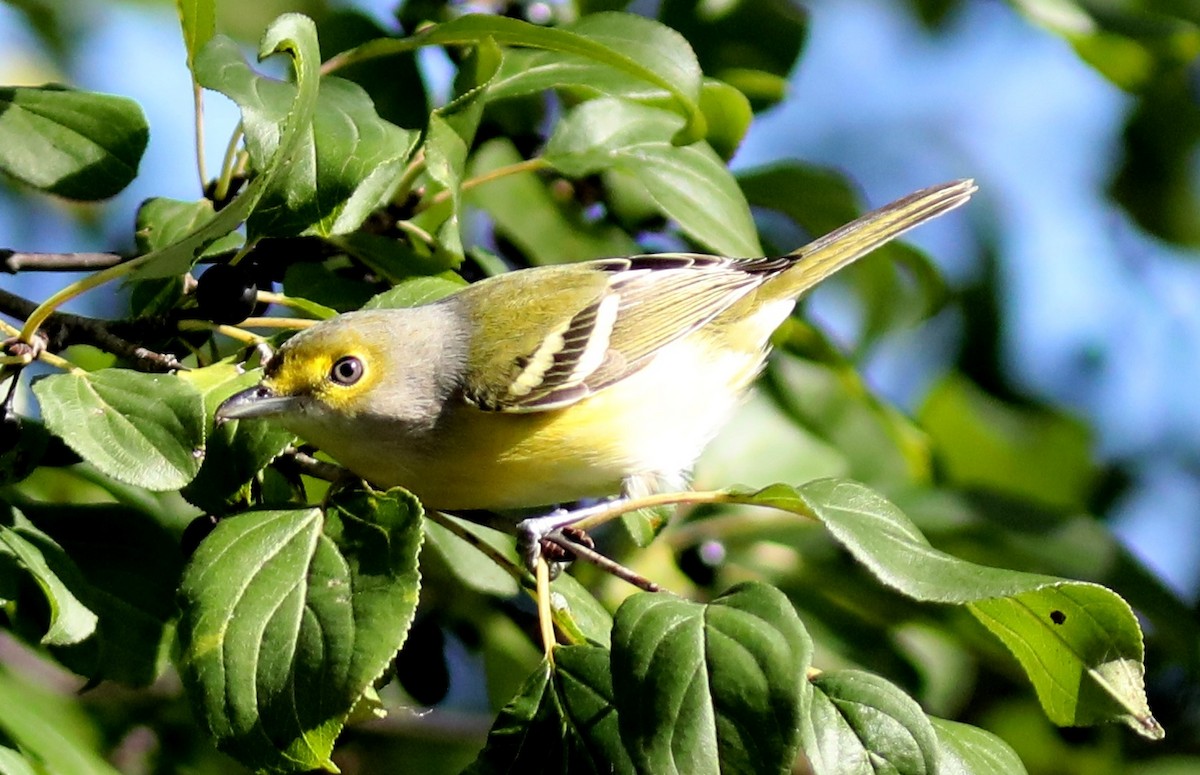 White-eyed Vireo - ML643148069