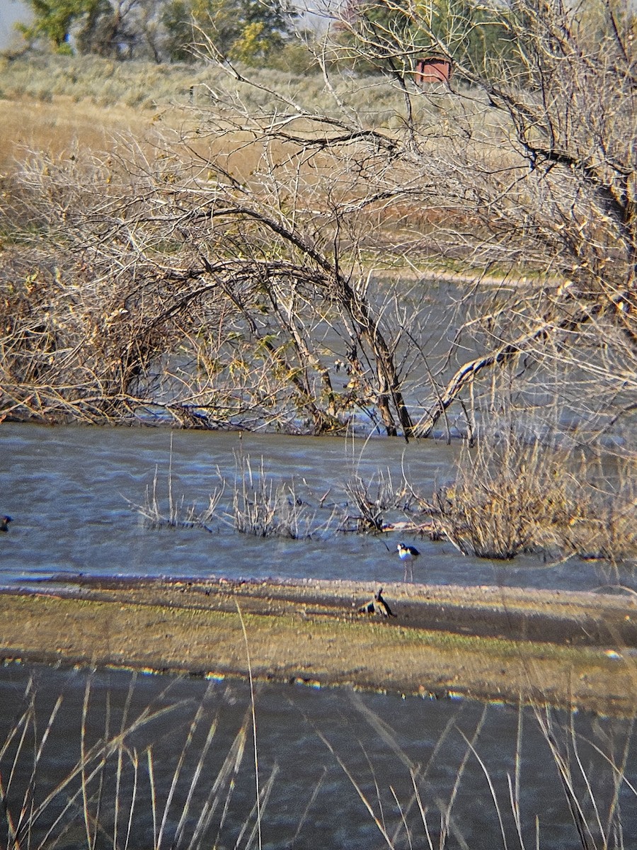 Black-necked Stilt - ML643148070