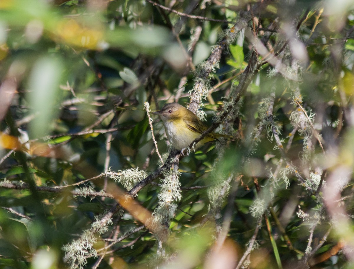 gulsidevireo - ML643148081
