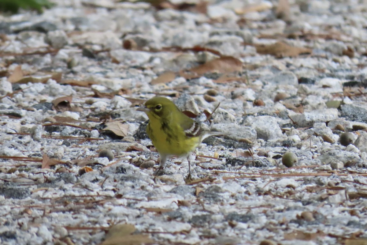 Pine Warbler - ML643148129