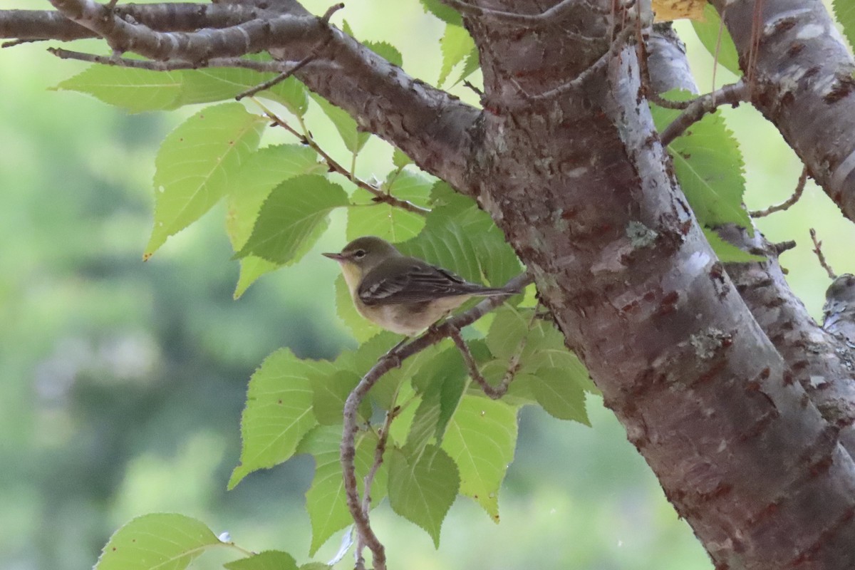 Pine Warbler - ML643148130