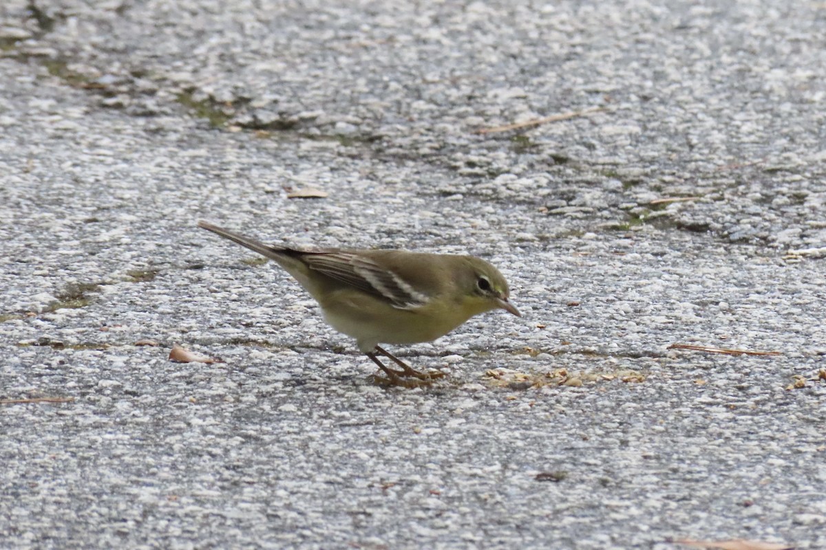Pine Warbler - ML643148131