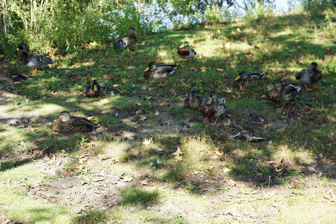 Зэрлэг нугас - ML643148145