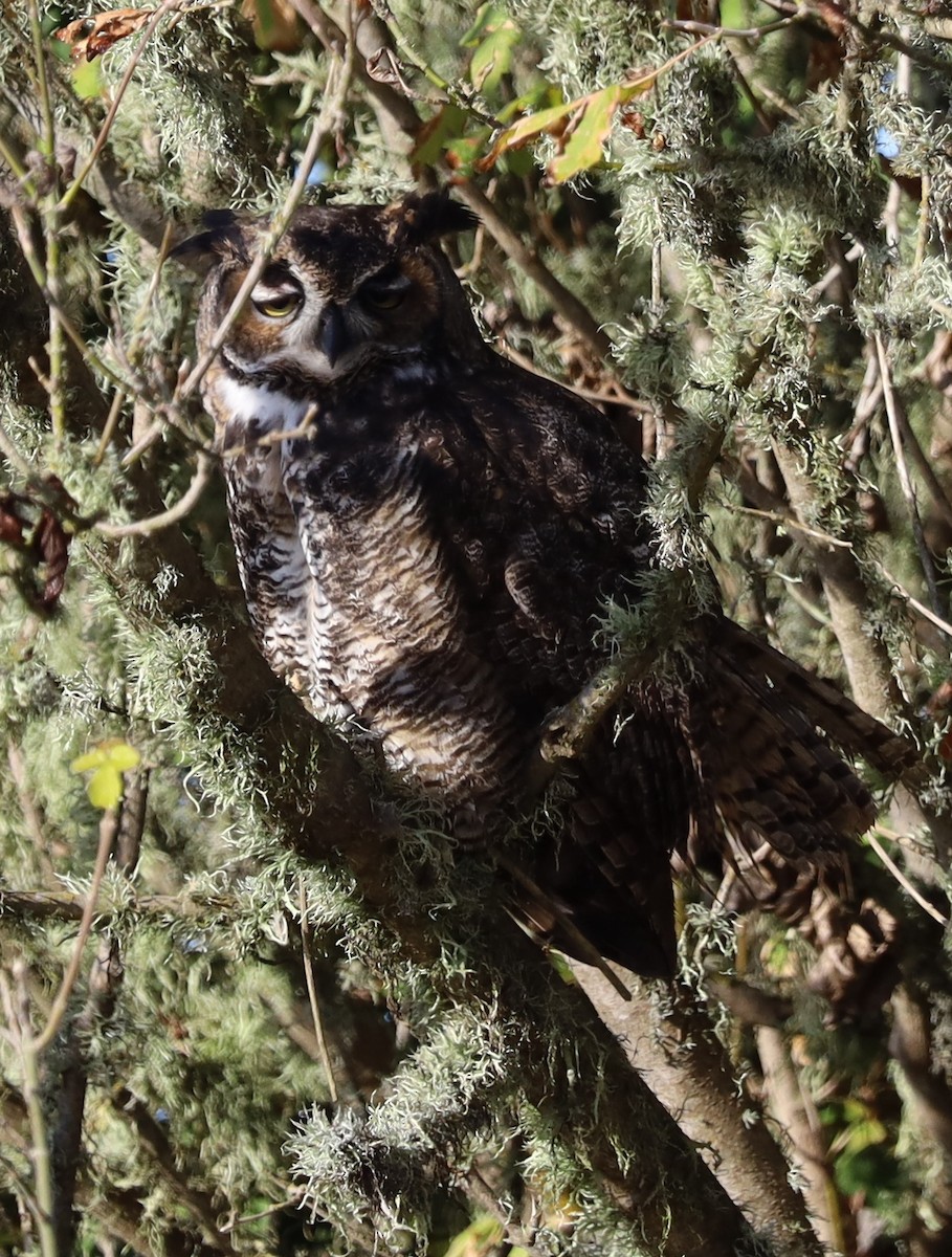Great Horned Owl - ML643148153