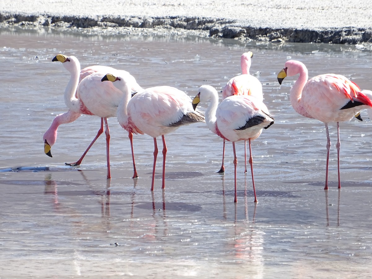 James's Flamingo - ML643148160