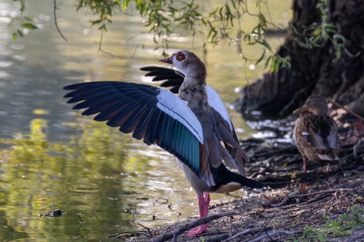 Egyptian Goose - ML643148162