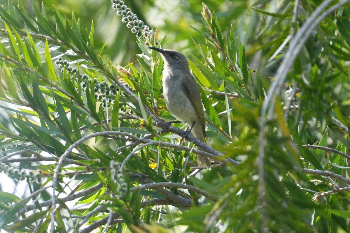Brown Honeyeater - ML643148163