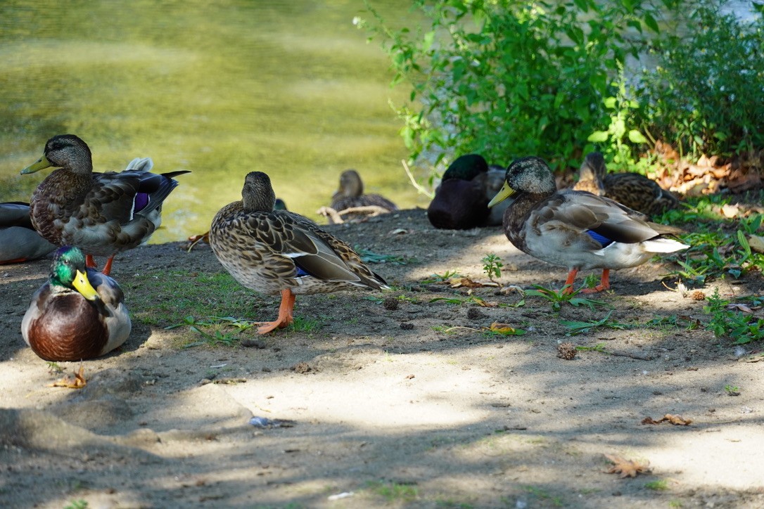 Зэрлэг нугас - ML643148181