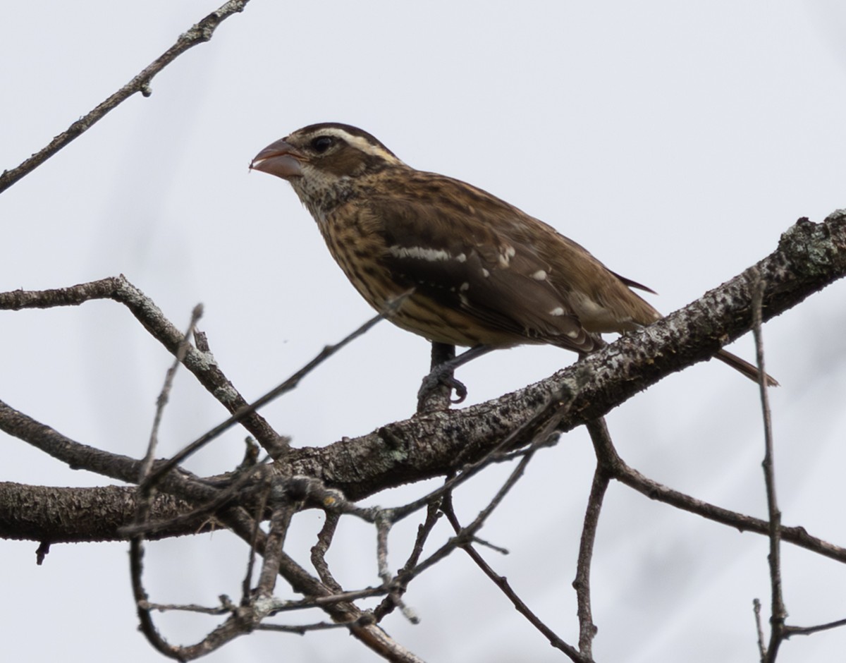 Rose-breasted Grosbeak - ML643148185