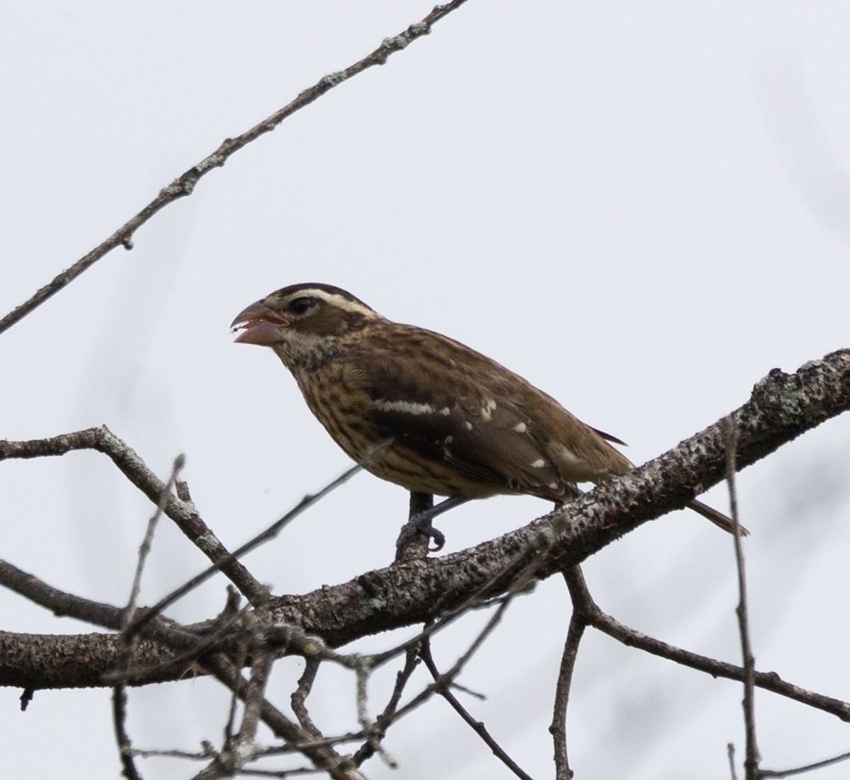 Rose-breasted Grosbeak - ML643148186