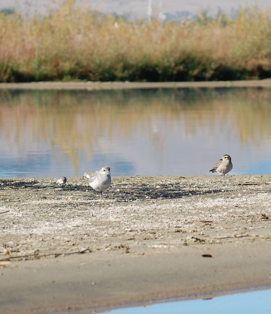 American Golden-Plover - ML643148220