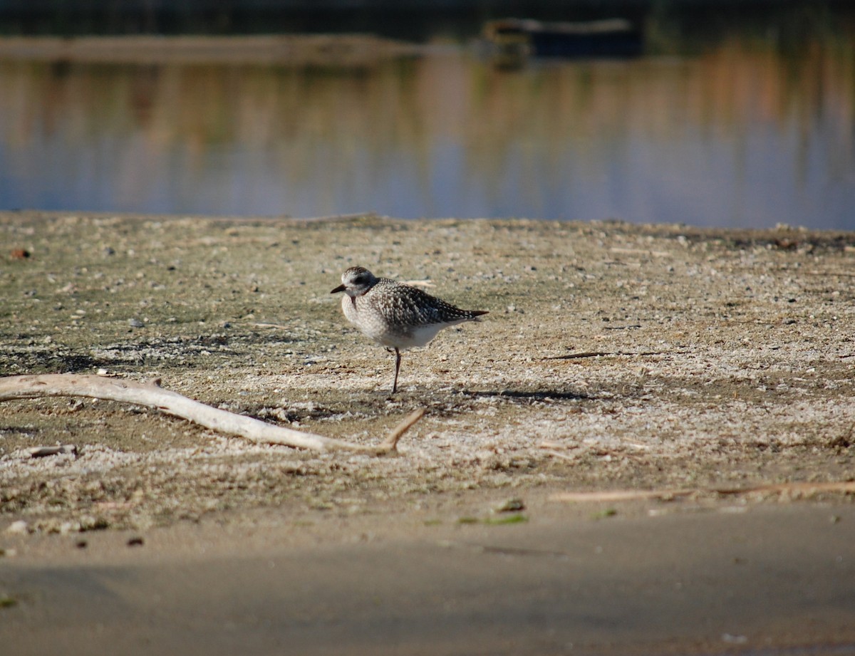 American Golden-Plover - ML643148221