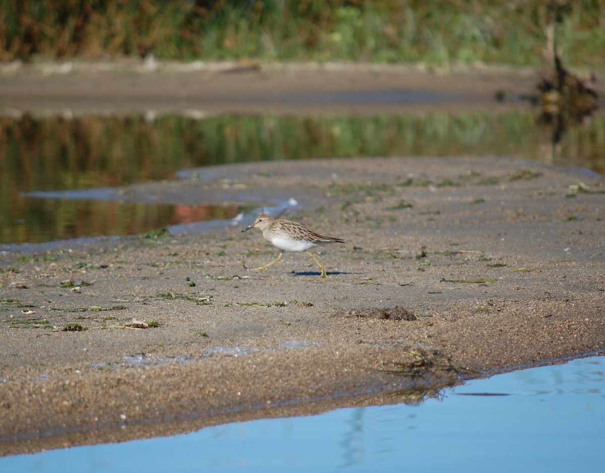 Pectoral Sandpiper - ML643148234