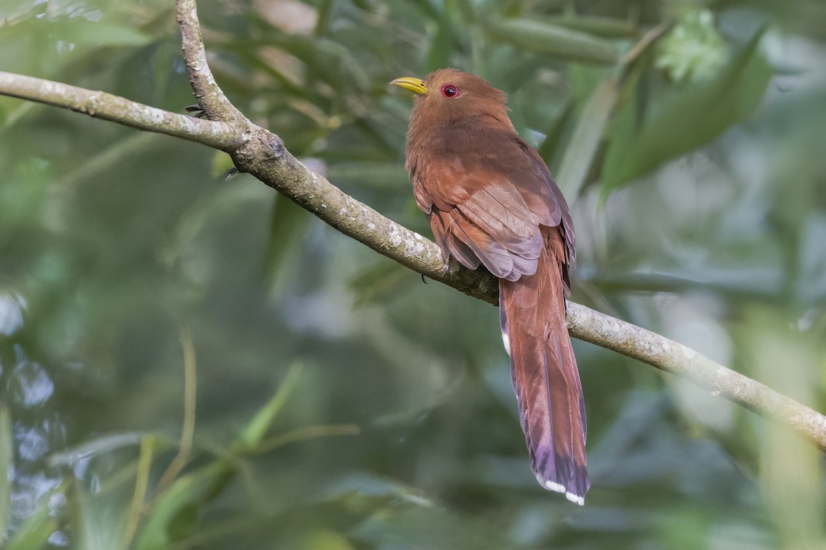 Little Cuckoo - ML643148238