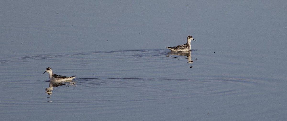 Red-necked Phalarope - ML643148253