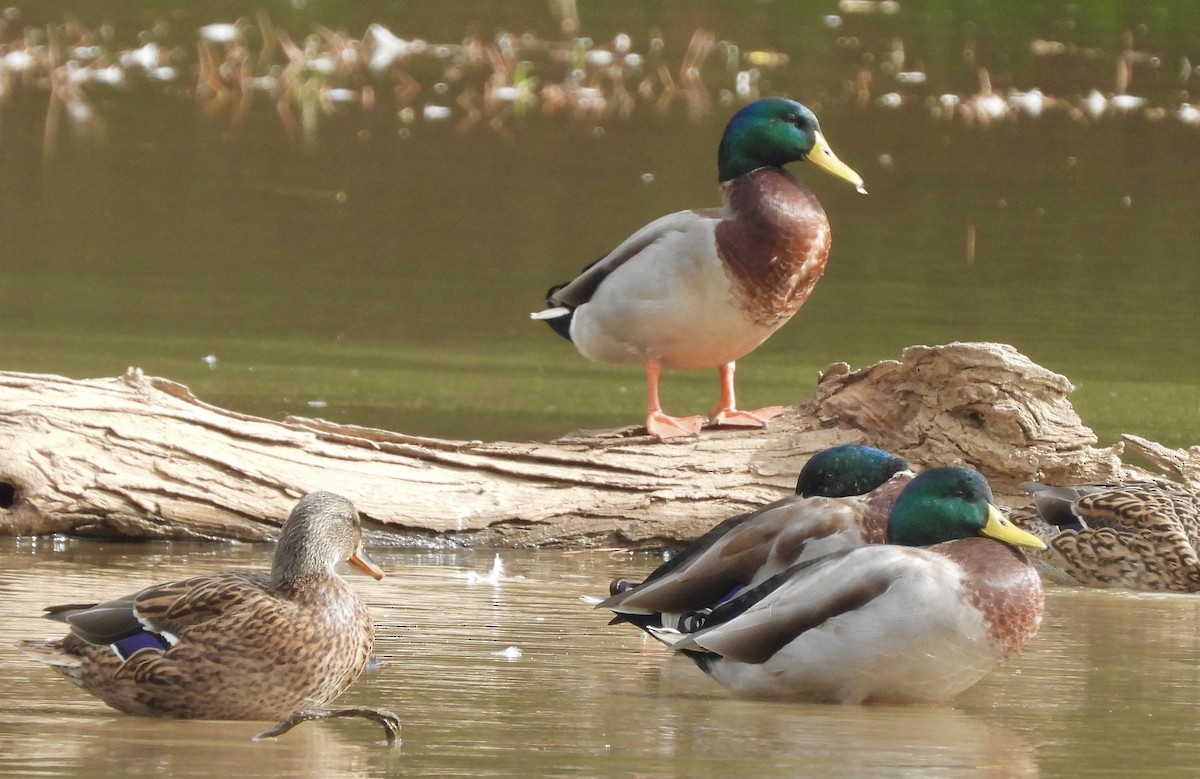 Mallard - ML643148269