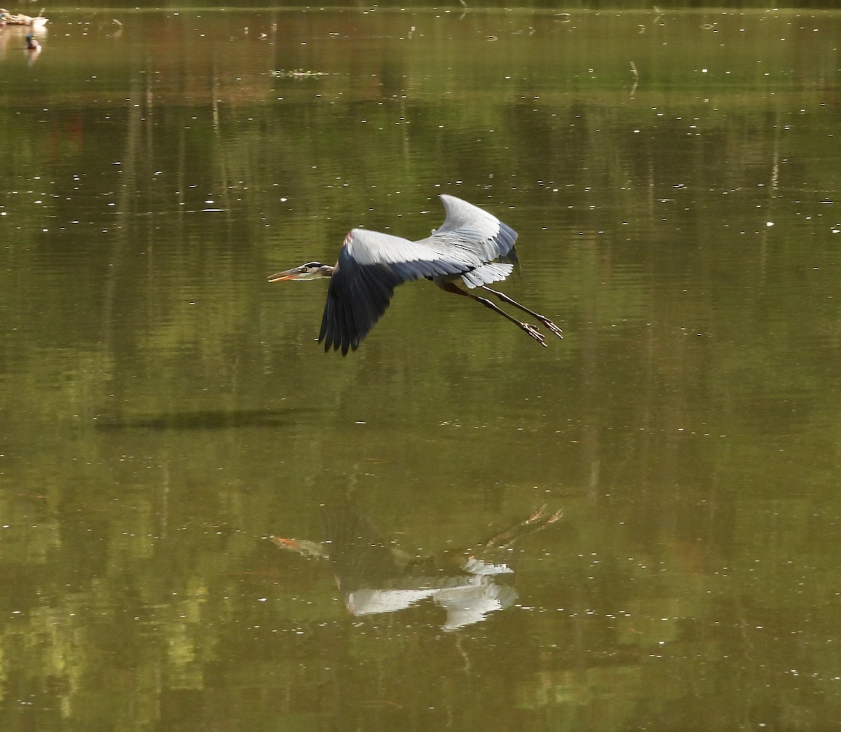 Great Blue Heron - ML643148286