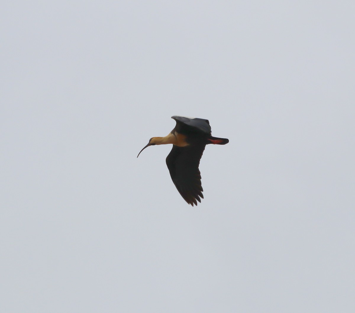 Black-faced Ibis - ML643148300
