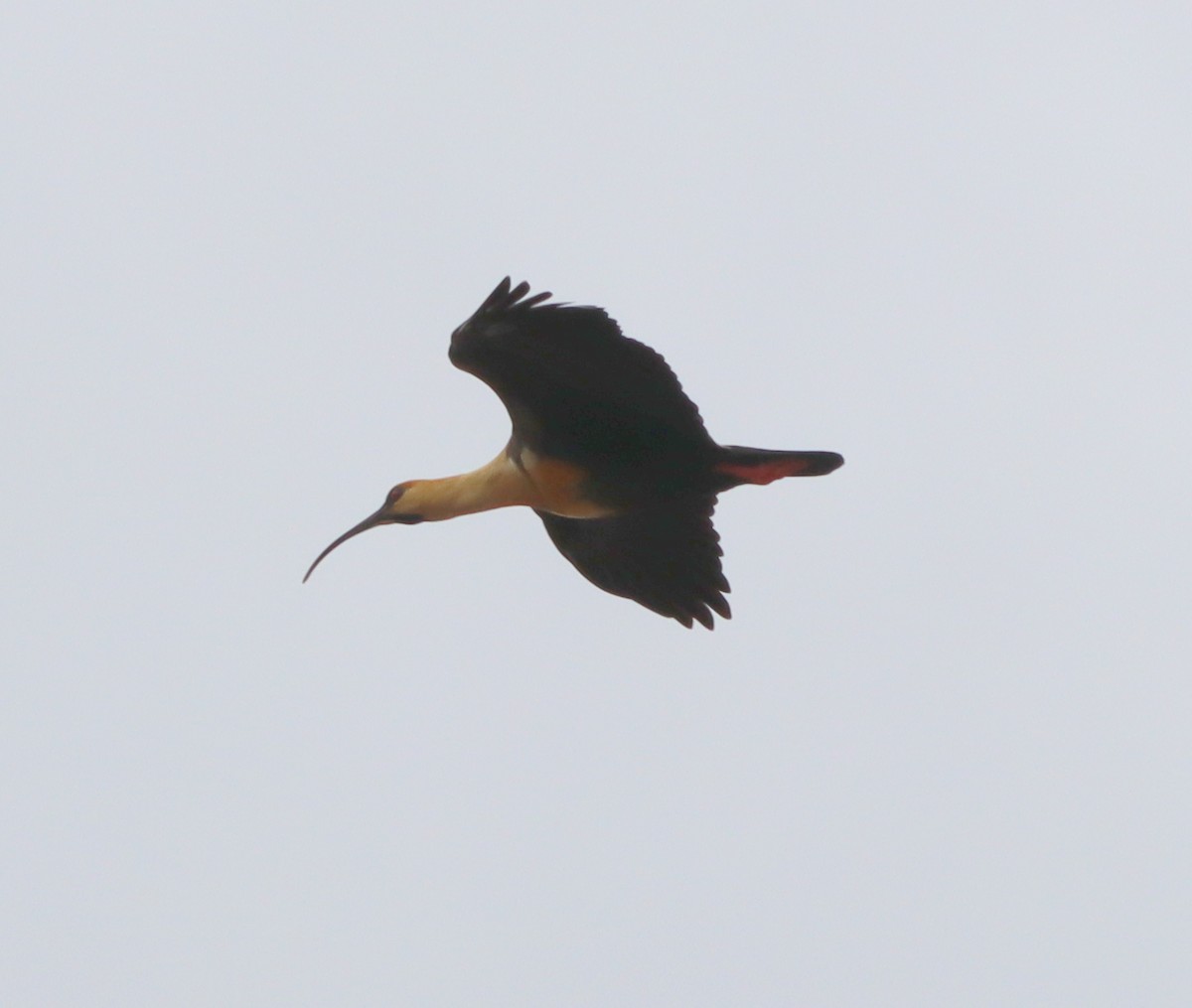 Black-faced Ibis - ML643148304