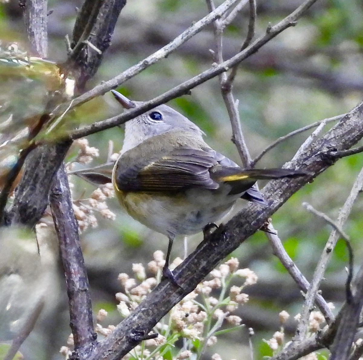 American Redstart - ML643148307