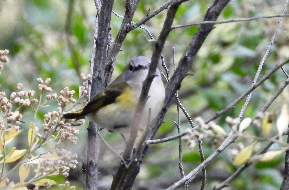 American Redstart - ML643148308