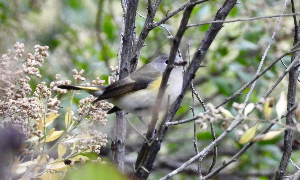 American Redstart - ML643148309