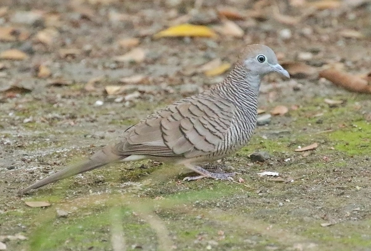 Zebra Dove - ML643148312