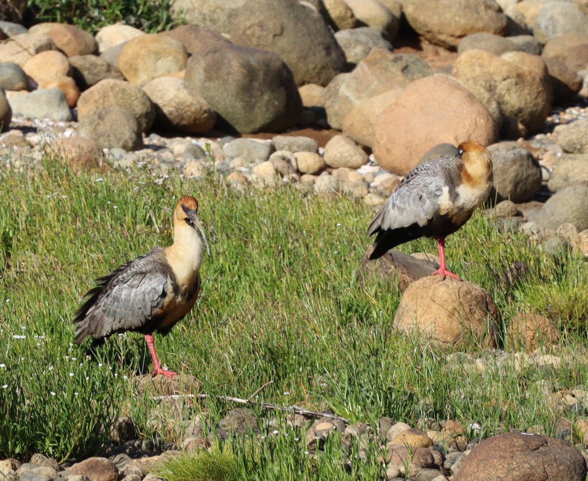 Black-faced Ibis - ML643148313