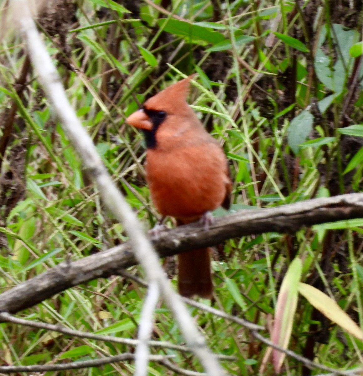 Northern Cardinal - ML643148317