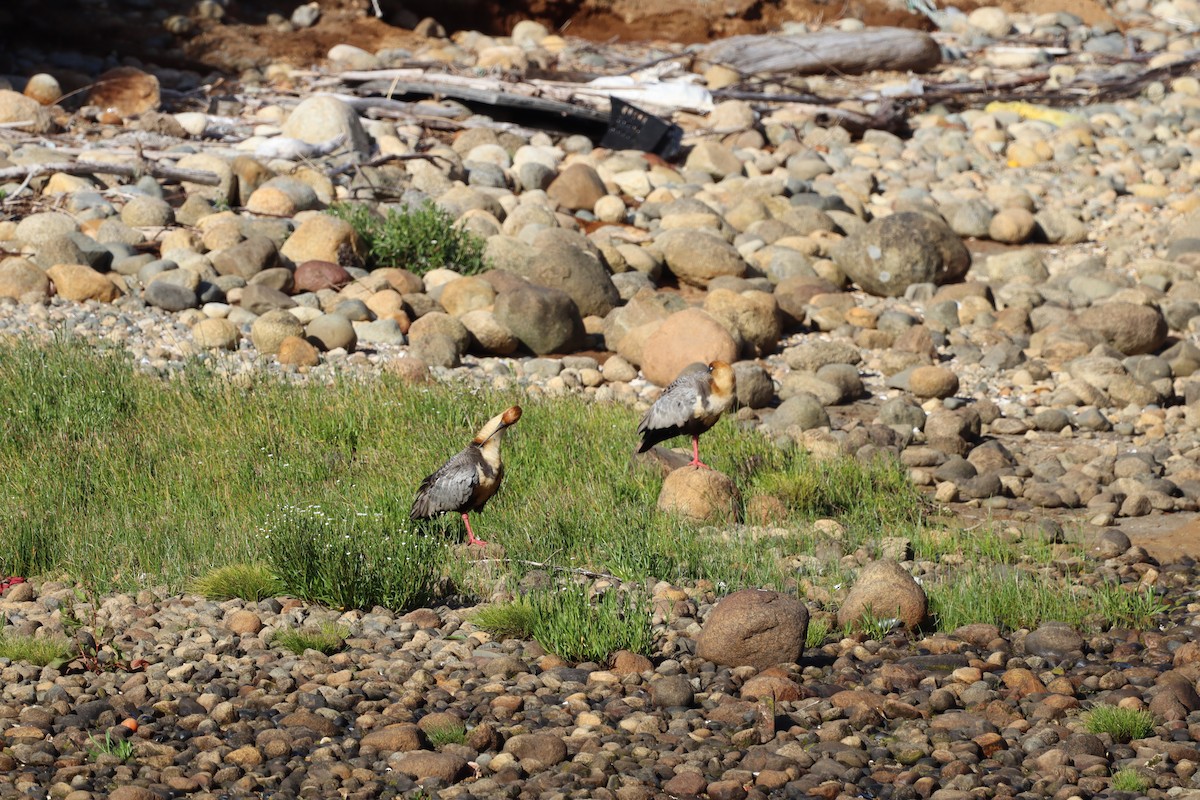 Black-faced Ibis - ML643148326