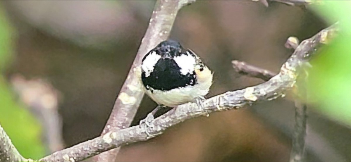 Синиця чорна - ML643148362
