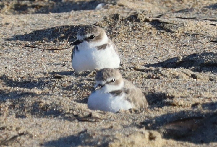 Snowy Plover - ML643148378