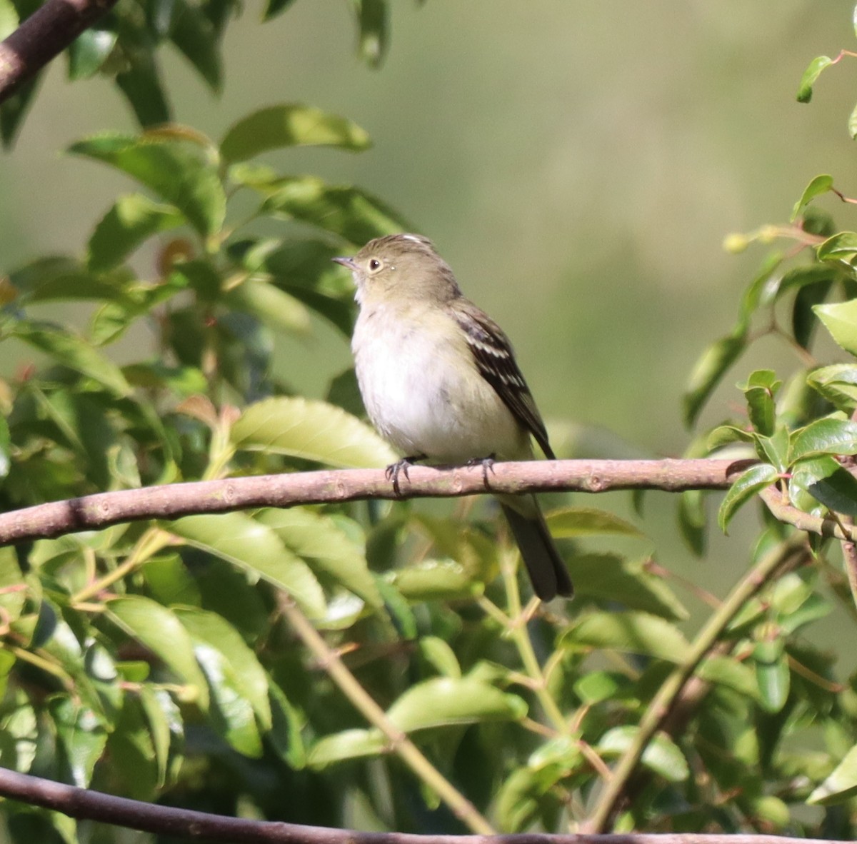 White-crested Elaenia - ML643148404
