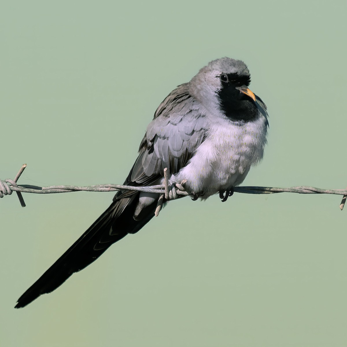 Namaqua Dove - ML643148424