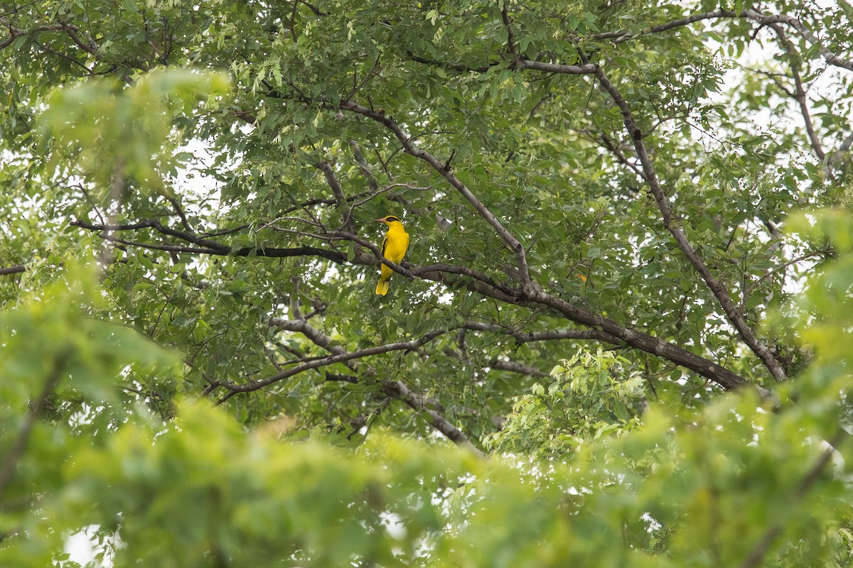 African Golden Oriole - ML643148433