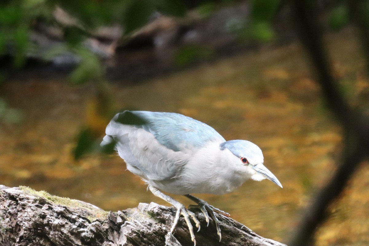 Black-crowned Night Heron - ML643148484