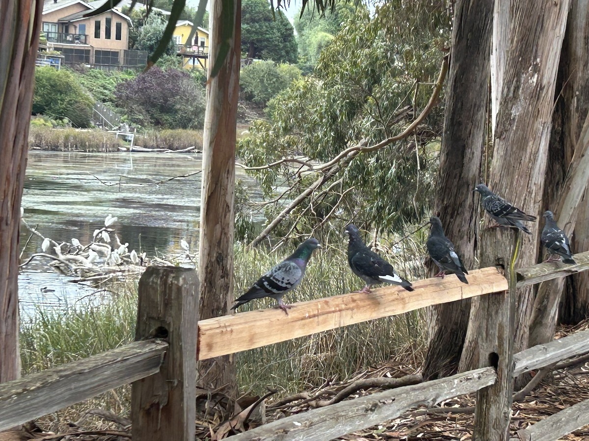 Rock Pigeon (Feral Pigeon) - ML643148498