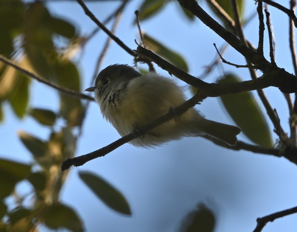 Vireo de Cassin - ML643148503