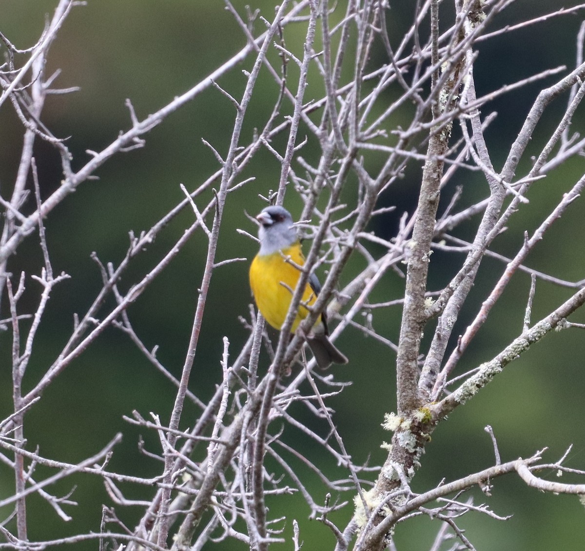 Patagonian Sierra Finch - ML643148504