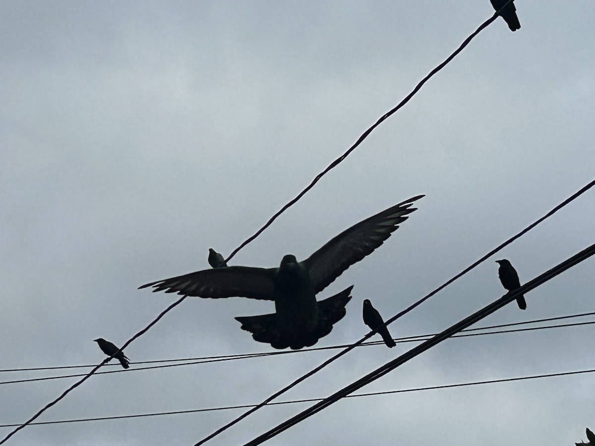 American Crow - ML643148506